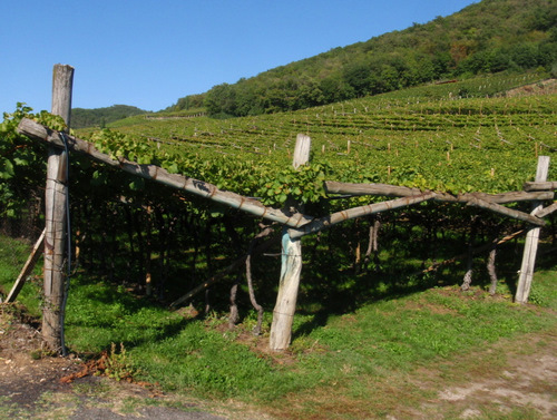 Grape vine roof.